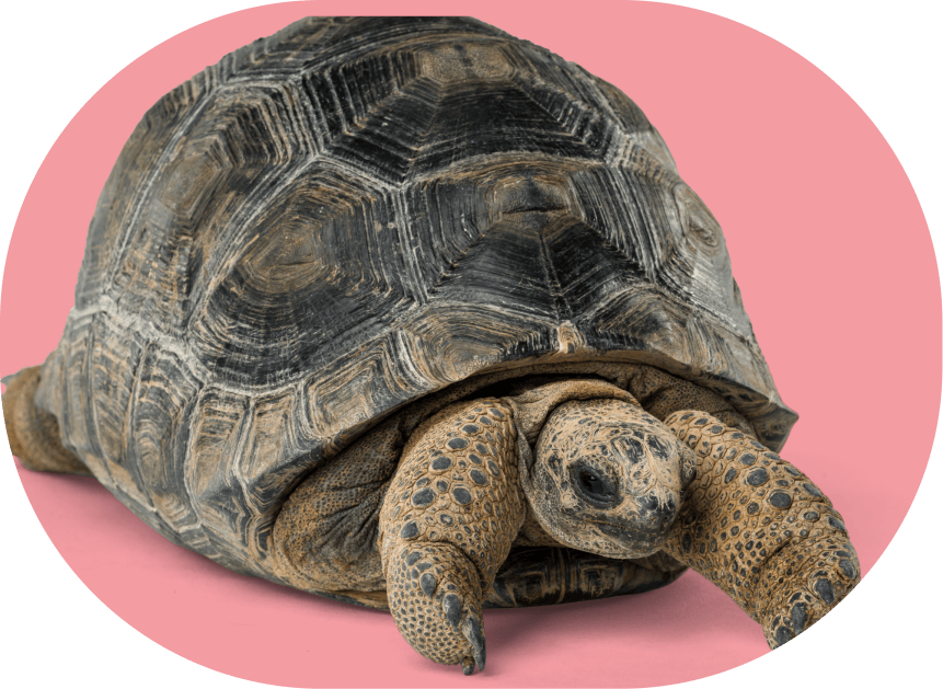 tortuga-lidavet