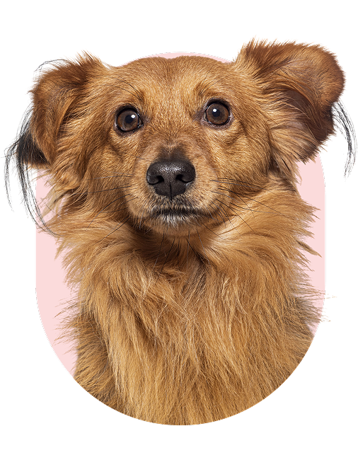 perro-4