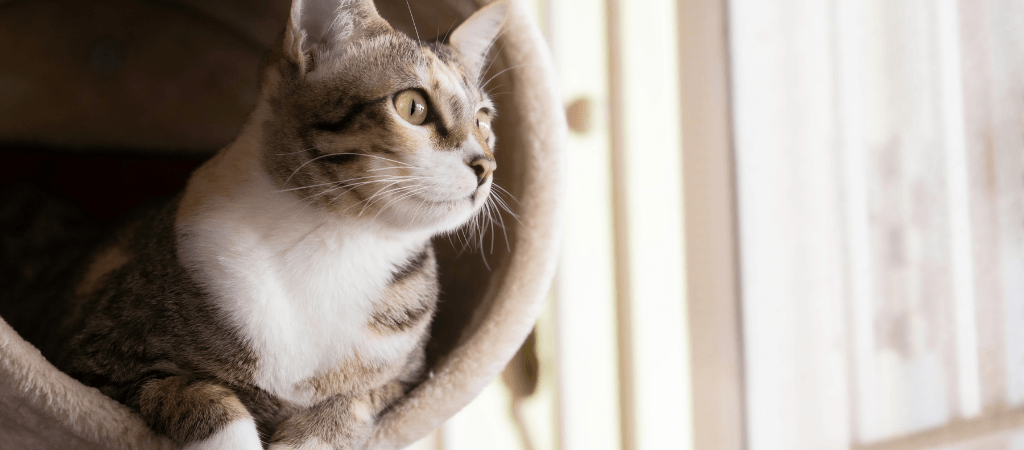 gatos-y-ventanas